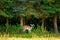 female doe - capreolus capreolus, western roe deer on the meadow in front of the forest min curious look, facing camera