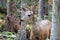 Female doe mule deer in the Rocky Mountains in the western USA