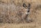 A female, doe, White Tail deer laying in a bunch of tall weeds.