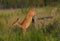 Female doe white tailed deer jumping over barbed wire fence and landing on front feet on other side