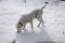 A female dog of the Alabai breed sniffs traces on the snow.