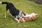 Female dog fighting with Basenji male dog on an autumnal lawn