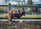 Female dog humps male dog at the dog park.