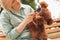 Female dog owner brushing Toy poodle& x27;s fur