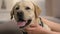 Female dog owner stroking friendly cute labrador collar closeup, domestic animal