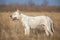 Female Dogo Argentino