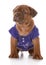 Female dogue de bordeaux puppy