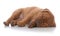 Female dogue de bordeaux puppy sleeping