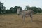 Female Donkey In A Freshly Mowed Field Ears Up