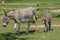 Female donkey with her two month old young baby donkey foal walking behind her