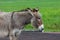 Female Donkey Profile