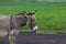 Female Donkey Profile