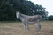 Female Donkey Standing In A Freshly Mowed Field