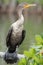 Female Double-crested Cormorant