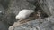 Female and downy chick snowy sheathbill sitting on a rock shelf where there is a socket