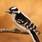 Female Downy Woodpecker