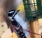 Female Downy Woodpecker At Birdfeeder
