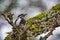 Female downy woodpecker on a moss covered Garry Oak branch