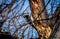 Female Downy Woodpecker on old growth maple tree with blue sky background.