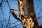 Female Downy Woodpecker on old growth maple tree with blue sky background.
