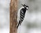 Female Downy Woodpecker Perching