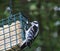 Female downy woodpecker on a suet bird feeder