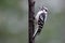 Female Downy Woodpecker in Summer
