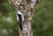 Female Downy Woodpecker on Tree and Looking Back