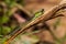 Female dragonfly azure damselfly Coenagrion puella