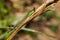 Female dragonfly azure damselfly Coenagrion puella