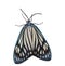 Female Drury\'s Jewel (Cyclosia papilionaris) moth