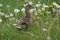 A female duck Common duck, Anas platyrhynchos standing between dandelions