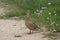 A female duck Common duck, Anas platyrhynchos standing on a path looking around