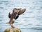 Female Duck Drying Wings