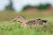 Female duck eating clover