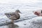 Female duck feeding from the hand