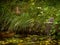 Female duck fully camouflaged in tall grass with two young ducklings