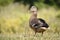 Female duck mallard on grass