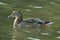 Female duck on a murky canal