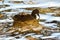 Female duck paddling in still water