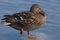 Female duck posing in balance on a stone