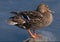 Female duck posing on a stone