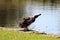 A female duck shaking and drying herself off at the side of the canal