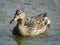 Female duck species Mallard swims in the pond.