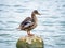 Female Duck Standing on a Rock in a Lake