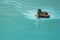 Female duck swimming on cyan water