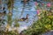 Female duck is swimming in a river, blue water and blurry copse