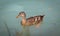 Female duck is swimming in a river, blue water and blurry copse