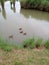 Female ducks swim in the pond. pond with ducks
