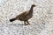 Female Dusky Grouse